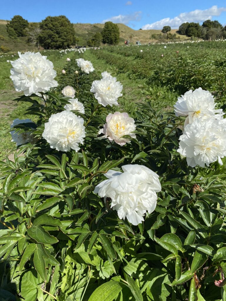 white peony field