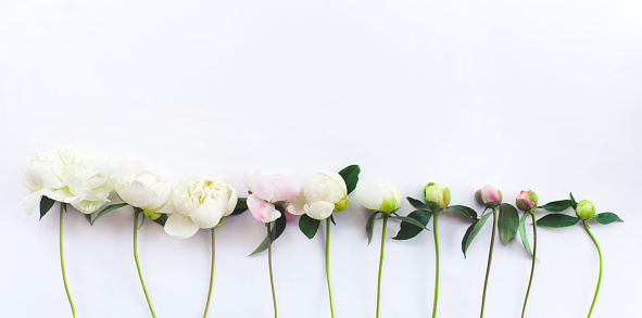 Peony flowers. The layout from an unopened Bud to a flower. Flowers on white background.