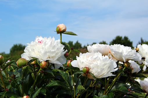 White peonies