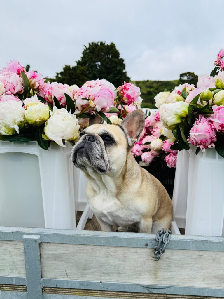frenchie dog with peony